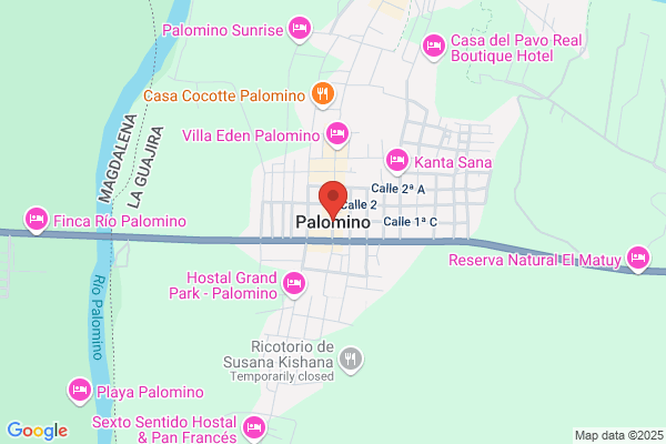 Palomino Cauneto a.
