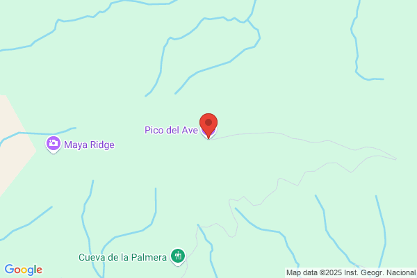 Arce Pico m.
